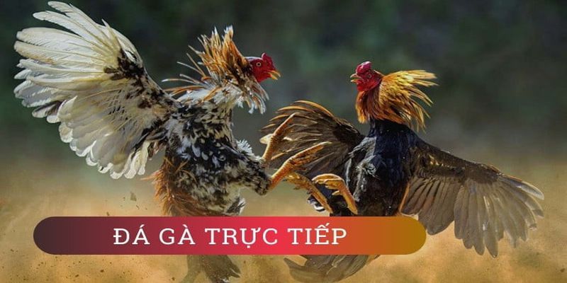 Trang web quảng bá Shbet - Shbet
