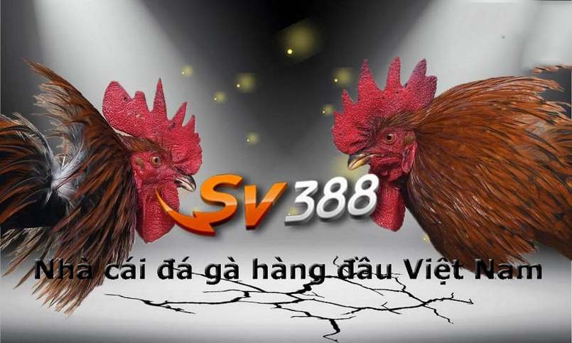 Điều khoản và điều kiện trách nhiệm của Sun52 - Sun52