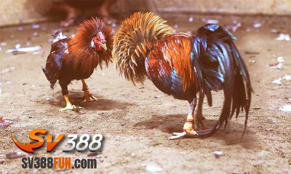 Trò chơi thẻ bài cấp độ Zalv nào phổ biến nhất? - Zalv
