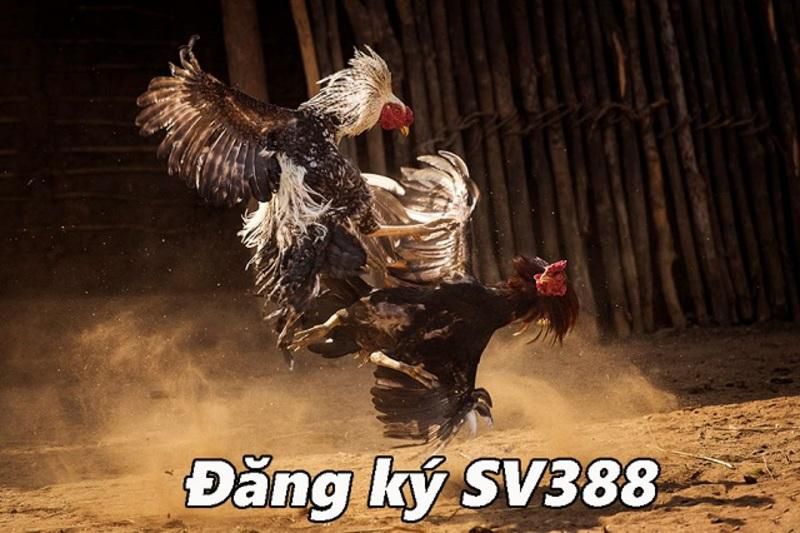 Tổng quan về Dịch vụ Cứu hộ 009Bet - 009Bet