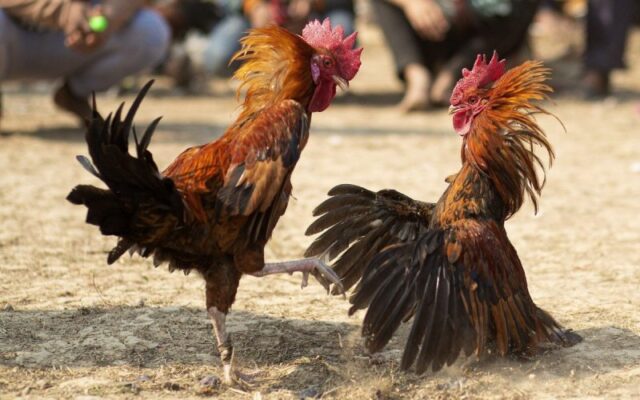 Câu hỏi thường gặp về chương trình khuyến mãi Sum99 (giảm giá 128000 đô la) - Sum99